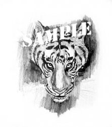 Tiger in Pencil