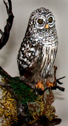 Owl, Barred - Click Image to Close